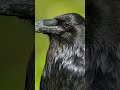 The Intelligence of Crows & Ravens #ravens #crow  #funfacts #didyouknow #birds #intelligence