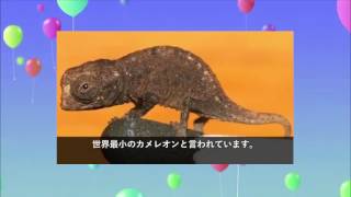 【衝撃】世界最小の動物たち８選