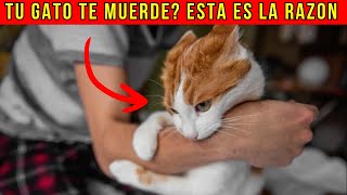 Si tu gato te muerde, está tratando de decirte ESTO