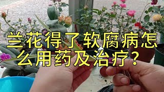 兰花得了软腐病怎么样用药及治疗