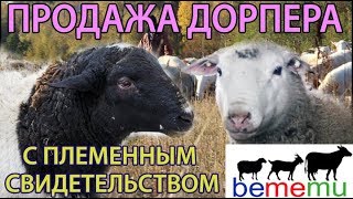 Продажа Дорпера. Особенности породы. БеМеМу.