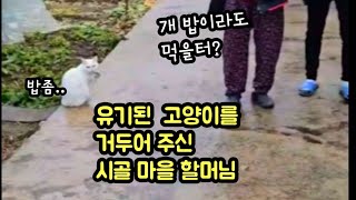 8월 여름 두마리 품종 고양이가 갑자기 시골에 나타났습니다