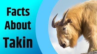 Facts About Takin - The Goat-Antelope - 2020