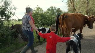 Familie van Zee houdt kalfjes bij de koe