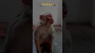 Bandar 🦧ne bhavya ki kya khub nakal utari 😂 #shorts #viralvideo #funny #comedy #manki