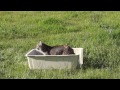 bobcat release wildllife center of silicon valley april 15 2014