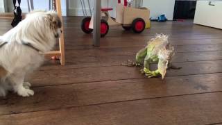 Groene leguaan versus hond