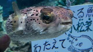 名古屋之行/水族館+南極船測船富士