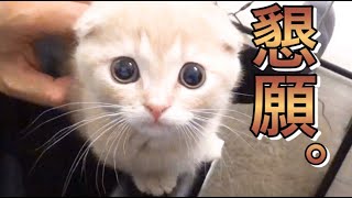 かまって欲しくて仕方ない子猫が可愛い。【赤ちゃん短足マンチカン】