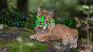 Eurasian lynx resting on a rock in forest