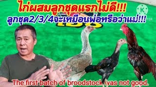 ไก่ผสมลูกชุดแรกไม่ดี#ลูกชุด2/3/4ดีใหม#จะไปทิศทางใหนพ่อหรือแม่