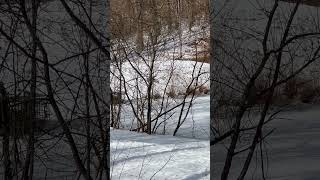 Winter Adventure: Fox Hunts, Drinks from Creek \u0026 Disappears into the Brush! January 22, 2025 Part 1