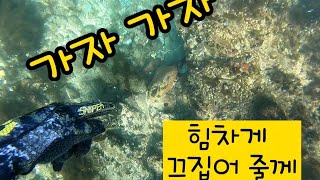 올 겨울 첫 피문어입니다.