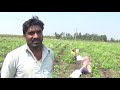 ಆಲೂಗಡ್ಡೆ ವ್ಯವಸಹ best way to grow potatoes