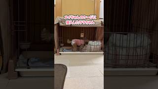 夜な夜な姉犬のケージに侵入する妹犬 #shorts #トイプードル #可愛い犬