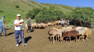 МАКСАТ АБАНЫН АРАШАН КОЙЛОРУН ЖАЙЛООГО БАРЫП КӨРҮП КЕЛДИК