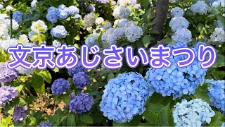 紫陽花の名所 白山神社 東京都 文京あじさいまつり 文京区 都内 紫陽花祭り あじさい祭り 白山公園 アジサイ Japanse Ajisai hydrangea in Tokyo Japan