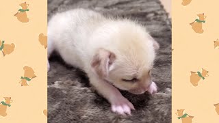 【感動】キツネの赤ちゃんが自分の足で立ち上がる瞬間！　[Impressive] The moment a baby fox stands up on its own two feet!