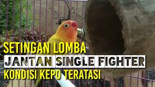 Tips Serta Cara Setingan Lomba Lovebird Jantan Single Fighter