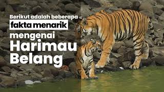 Asal Usul Harimau Belang