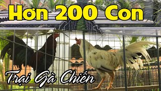 Tham Quan Trại Gà Lộc Đỗ Trên 200 Con - Đc: Chợ Mới An Giang