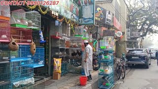 😱Delhi Cheap price Birds market Lal Qila||दिल्ली बर्ड्स मार्केट लाल किला😱😱‎@Ultimate-Ashwani