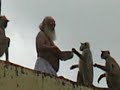 pujya bapuji s lila with monkeys at pushkar ashram july 2012