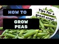 How to Grow Peas - [Quick tips for your best crops ever]