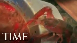 A Crayfish Amputated Its Own Claw To Avoid Being Boiled Alive In A Hotpot | TIME