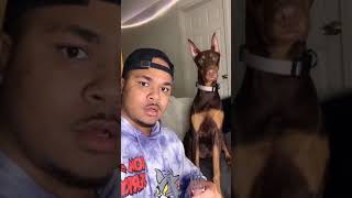 funny dog reaction 🤣🤣🤣🤣🤣🤣🤣😂😂 you should see the dogs reaction 😂😂😂