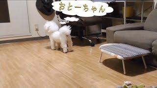 プロの付きまとい犬！ビションフリーゼ