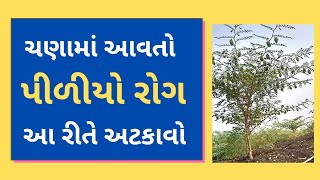 ચણામાં આવતો 'પીળીયો રોગ' આ રીતે અટકાવો || પીળીયો રોગ || ચણાની ખેતી || ખેડુતપુત્ર ગુજરાતી...