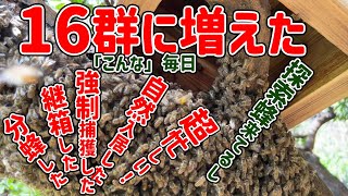 6群から16群に増えた😱 ！ ニホンミツバチ分蜂最盛期　和歌山県紀の川市