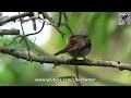 adult female tiger shrike singapore