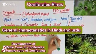 Coniferales|Pinus|General characteristics|Reproduction|Bsc first year botany