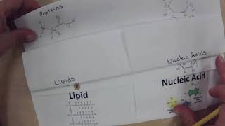 Macromolecule Foldable