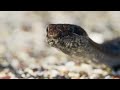 Iguana chased by killer snakes  Planet Earth II Islands - BBC