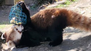 【来園客手作りのフィーダーを手に可愛い姿を見せてくれるレッサーパンダのニーコとレイファ】～Nishiyama Zoo red pandas～