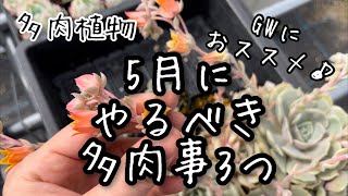 【多肉植物】5月GWにやっとくと良い多肉事3つ！