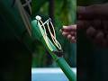 Home make Green Bamboo Slingshots #diy #shorts