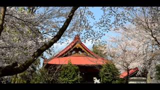 開運メッセージ　平成25年4月1日（月）　蓑笠神社の桜