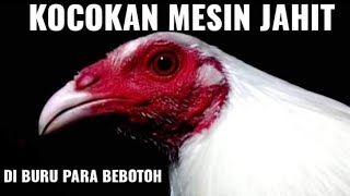 AYAM PERU ASLI