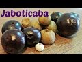 Jaboticaba Comparison - Weird Fruit Explorer - Ep 118