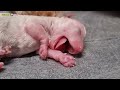 the birth cry of a baby newborn puppy animal vet clinic