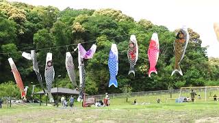 「みつかわ夢の丘公園」のこいのぼり