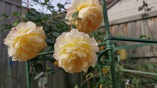 THE POET'S WIFE English Shrub Rose Bred By David Austin 2023 winter flowers 大卫奥斯汀英国月季 诗人的妻子 七月冬花