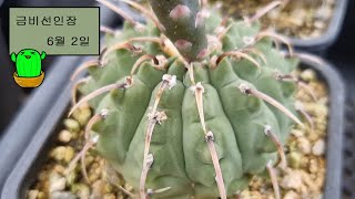 🌵🌵오늘의 선인장 판매영상 [6월 2일] 금비선인장