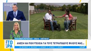 Σπάτα: Άνεση και πολυτέλεια για τους τετράποδους φίλους μας | ACTION Τώρα | ACTION 24