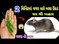 માર્યા વગર ઉંદર ભગાવો આ ઘરેલુ ઉપાયથી😱How to Get rid of mouse | chuhe bhagane ka tarika/Cleaning tips