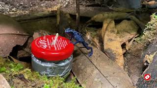 Dendrobates azureus Fütterung / Dendrobates azureus feeding